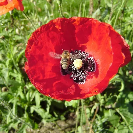 Garni Godenhof Hotel Wanderup